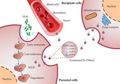 Functions of exosomal non-coding RNAs to the infection with Mycobacterium tuberculosis